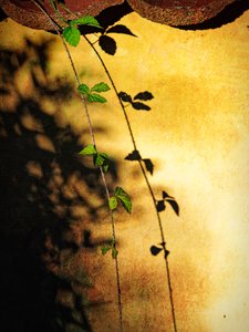 Ombra della vite rampicante "Golden Wall" da Ida Publishing