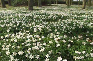 Anemoni di primavera