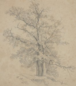 Albero da Ida Weisselberg Hadra