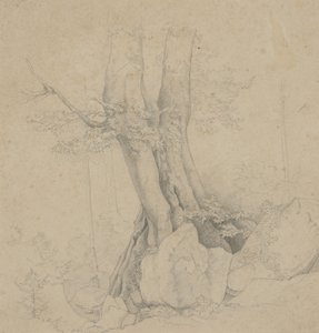 Albero e roccia