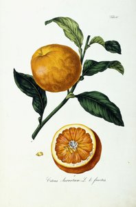 Frutto d
