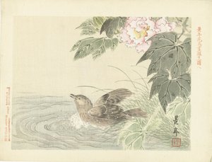 Uccello che fa il bagno vicino a un fiore rosa (Schizzi di fiori e uccelli di Keinen) (Keinen kacho gafu) da Imao Keinen