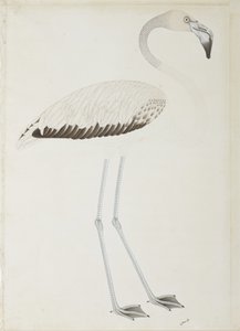 Un fenicottero, c.1780 da Indian School