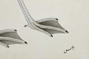 Un fenicottero, dettaglio, c.1780 da Indian School