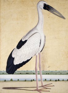 Una cicogna con becco aperto, c. 1780 da Indian School