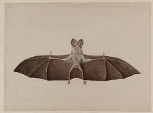 Falso vampiro minore asiatico da Indian School