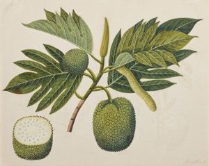Fiore di frutto del pane, fogliame e frutta, c.1820