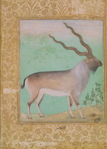 Stambecco, Mughal