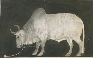 Toro indiano