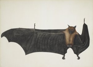 Volpe volante indiana nota anche come grande pipistrello della frutta indiano; Pteropus Giganteus, c. 1800 da Indian School