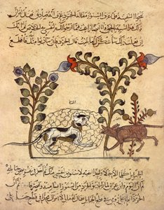 Il gatto e il topo, miniatura araba da "Kalila va dimna" da Indian School