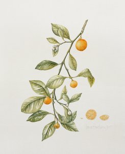 Arancio Ornamentale