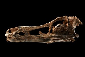 Cranio di dinosauro simile ad Alvarezsauro all
