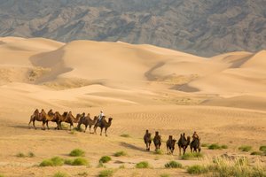 Carovana di cammelli battriani nel Deserto del Gobi Meridionale, Mongolia, 2013 (foto) da Ira Block