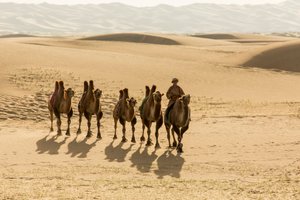 Carovana di cammelli battriani nel deserto del sud Gobi, Mongolia, 2013 (foto)