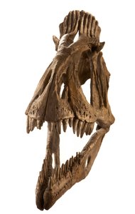 Calco di Cryolophosaurus all