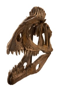 Calco di Cryolophosaurus all