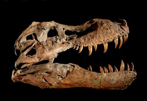 Teschio fossile di Tyrannosaurus Rex "Sue" da Ira Block