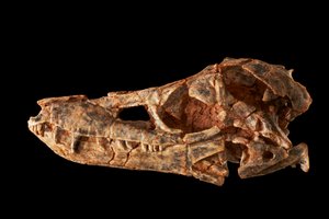 Junggarsuchus sloani, uno sfenosuchiano del periodo Giurassico Medio