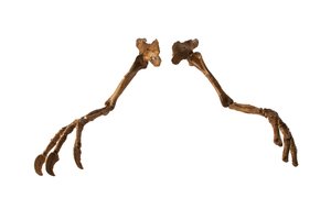 Il dinosauro mongolo Deinocheirus, con le sue braccia e artigli giganti da Ira Block