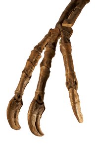 Il dinosauro mongolo Deinocheirus, con le sue braccia e artigli giganti. da Ira Block