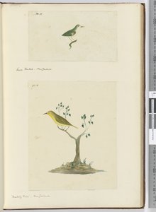 Piccola coda a ventaglio. Nuova Zelanda  Uccello beffardo. Nuova Zelanda, 1772-75