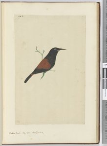 Uccello wattled. Cuculo. Nuova Zelanda, 1772-75