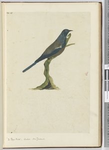 Uccello poya, cuculo. Nuova Zelanda, 1772-75