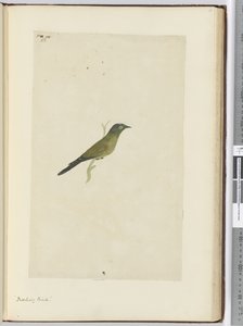 Uccello beffardo, 1772-75 da Isaac Smith