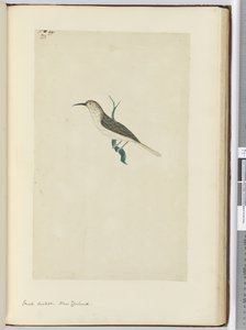 Piccolo cuculo. Nuova Zelanda, 1772-75