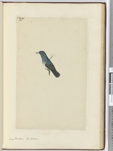 Grande coda a ventaglio. Nuova Zelanda, 1772-75 da Isaac Smith