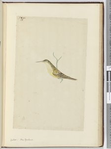 Cuculo. Nuova Zelanda, 1772-75