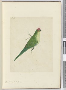 Parrocchetto verde. Nuova Zelanda, 1772-75 da Isaac Smith