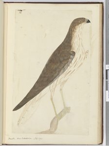 Falco. Nuova Caledonia. (Settembre 1774), 1772-75