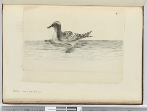 Pintado. Visto in alta latitudine sud, 1772-75 da Isaac Smith