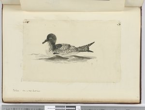 Pintado. Visto in alta latitudine sud, 1772-75 da Isaac Smith