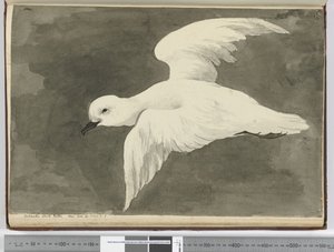 Petrello bianco antartico. Visto lat. 60 a lat. 71 S., 1772-75 da Isaac Smith