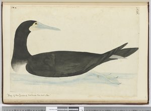 Cormorano della Nuova Zelanda che nidifica sugli alberi