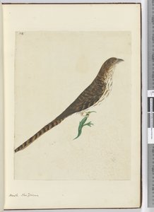 Falco. Nuova Zelanda, 1772-75 da Isaac Smith