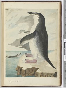 Pinguino, Nuova Zelanda da Isaac Smith
