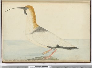 Un nuovo chiurlo visto a Staten Island, Terra del Fuoco, gennaio 1774 da Isaac Smith