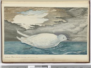Petrello antartico (più piccolo del n. 29) visto con il ghiaccio, gennaio 1772 da Isaac Smith