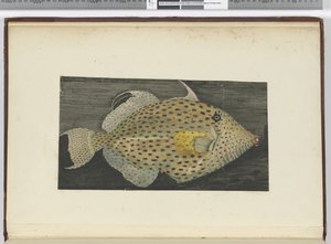 Un pesce chiamato Vecchia Moglie di S. Jago