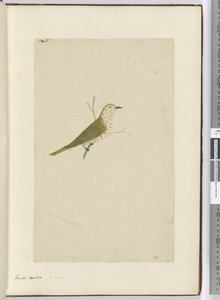 Piccolo cuculo. Nuova Zelanda, 1772-75 da Isaac Smith