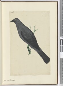 Corvo. Nuova Caledonia, 1772-75 da Isaac Smith
