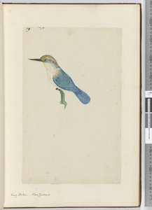 Martin pescatore. Nuova Zelanda, 1772-75