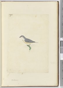 Uccello non identificato della Nuova Zelanda, 1772-75