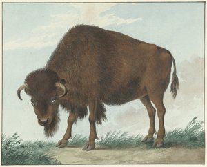 Bisonte