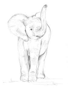 Elefantino 02