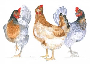 Galline che schiamazzano